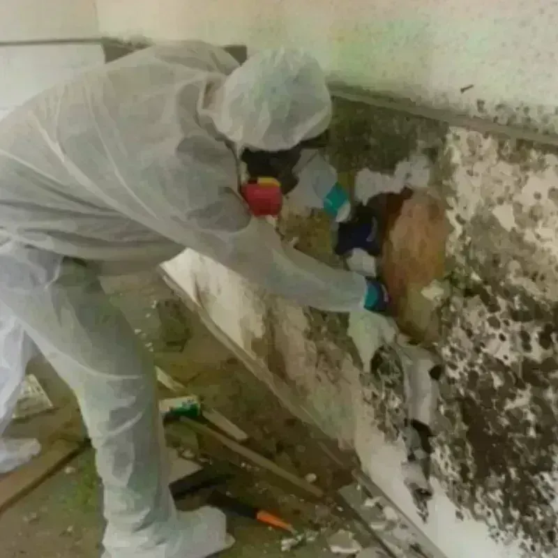 Mold Remediation and Removal in Mansfield, PA